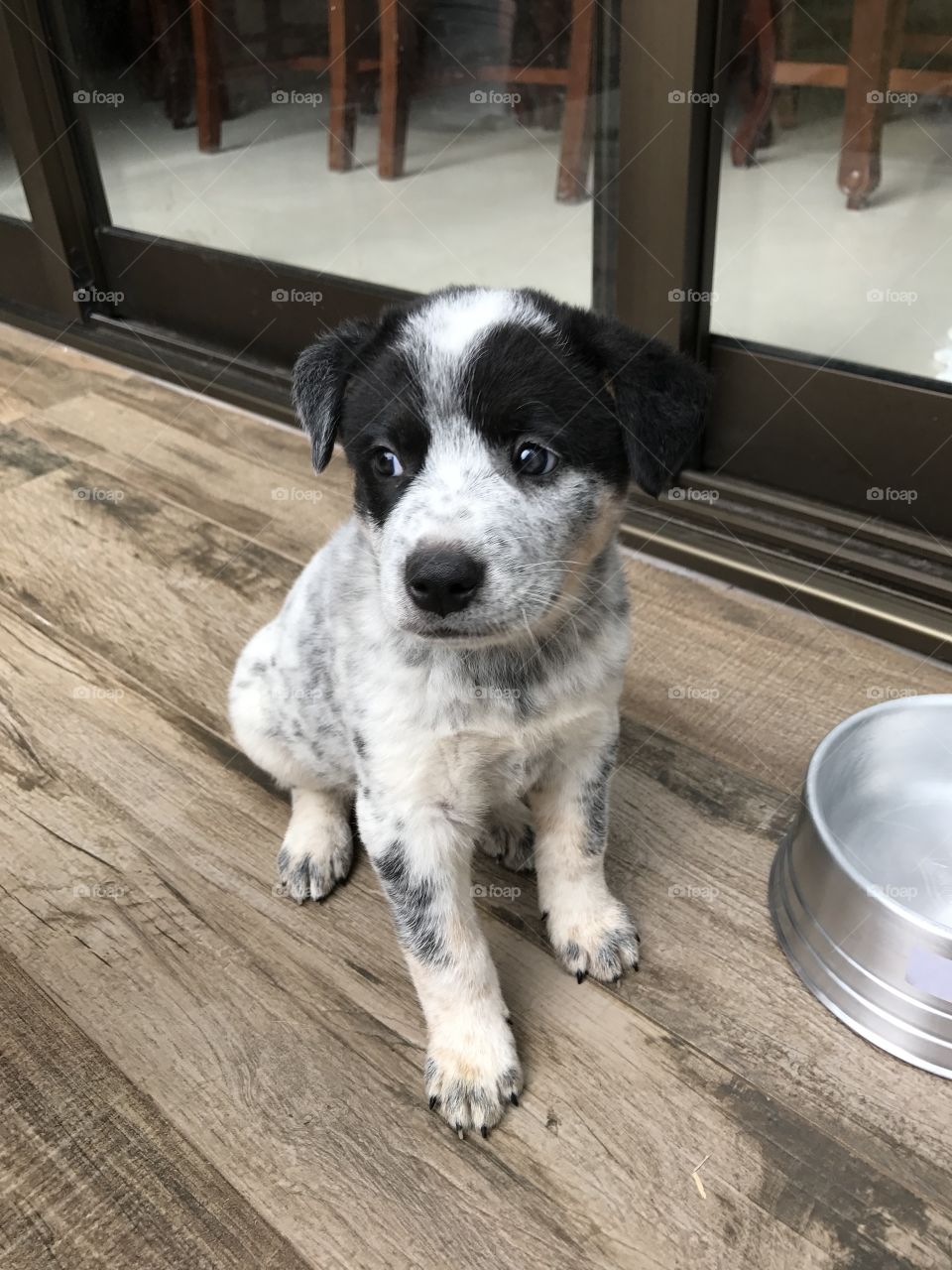 Aslam - Australian Cattle Dog