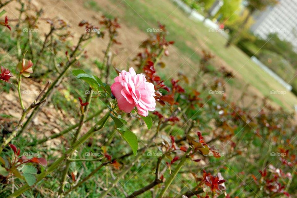 Blooming pink rose