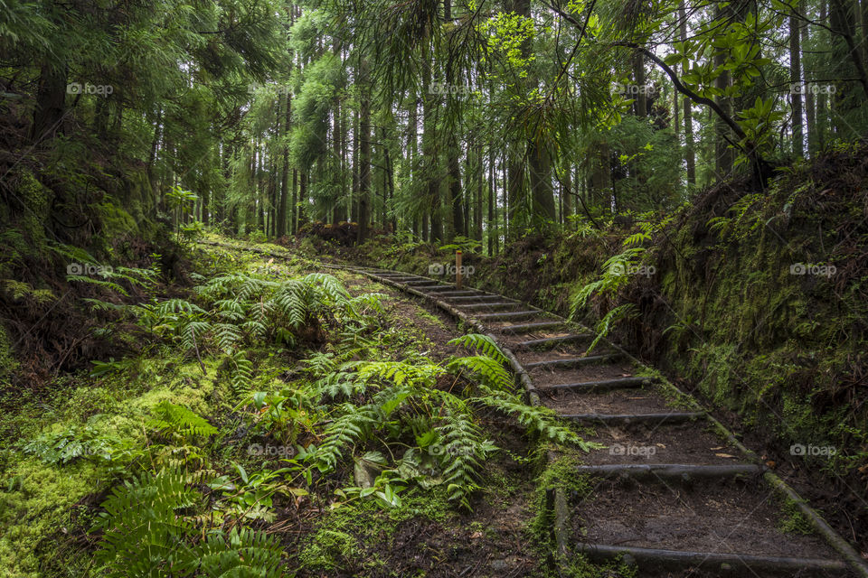 Hiking on Pico da Vara the highest mountain of Sao Miguel island, Azores, Portugal. A cloudy day in the woods.