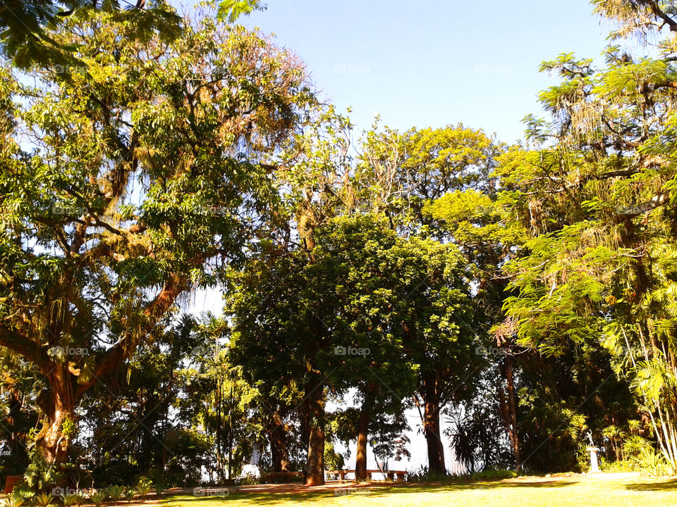 Trees (Rio de Janeiro/BR)