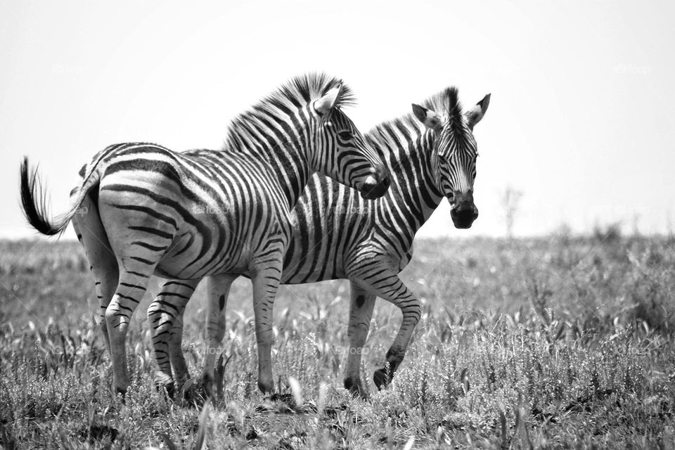 Zebras on the plains. black and white