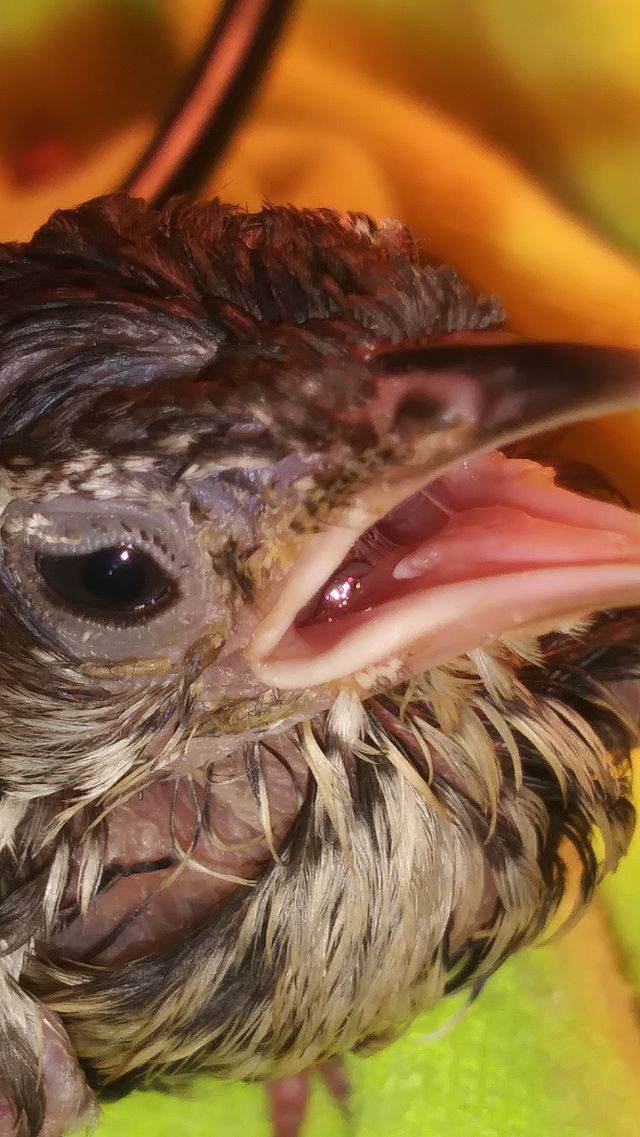 eating