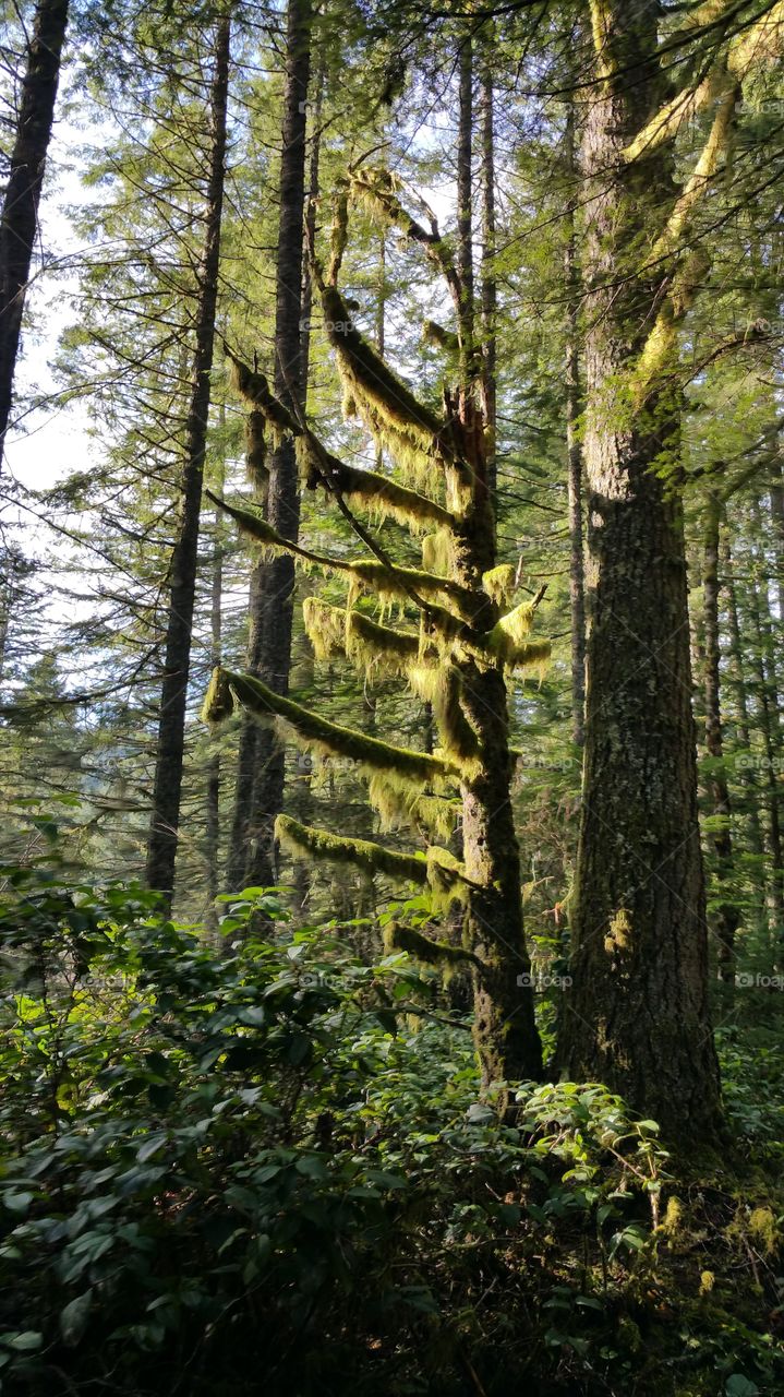 Sunlight on trees. Hiking, I saw how the light struck the moss on the trees