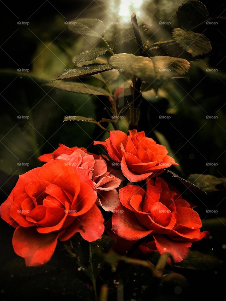 Colors: green and red in nature. Red roses on a background of green leaves