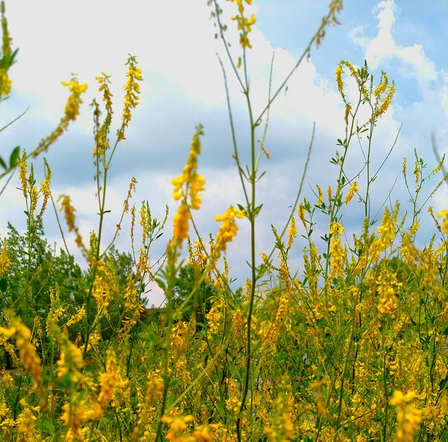 Bloom's Sky clouds green leafs pedals yellow green blue