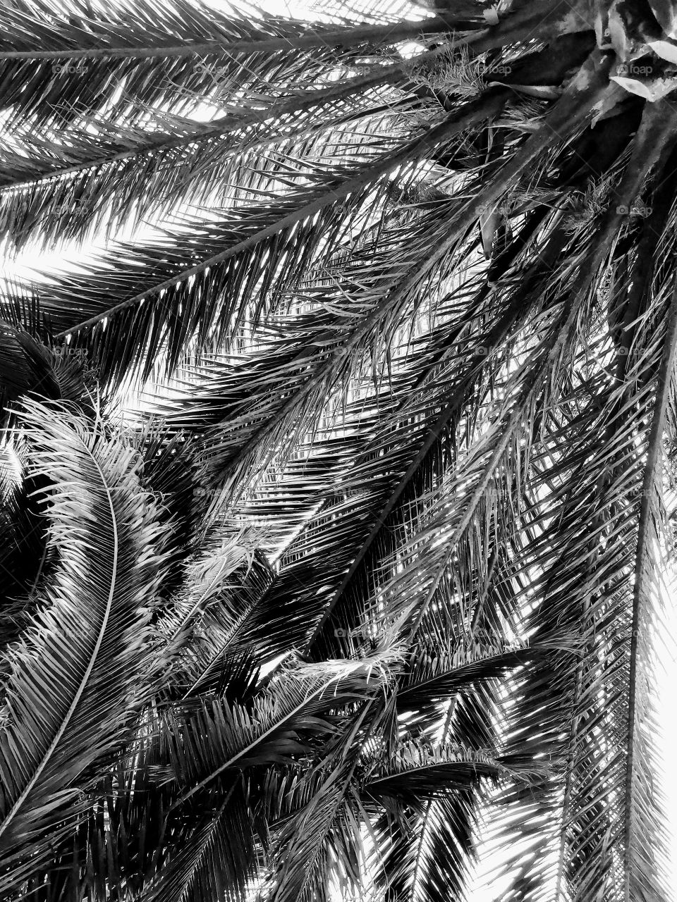Hojas de palmera  blanco y negro