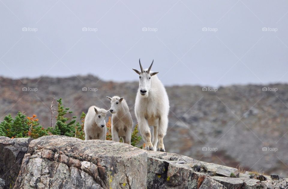 Mountain goat mom and her two babies on a summer day on the tundra of a mountain. The background is a mountain and neutral in color. Small tundra plants.