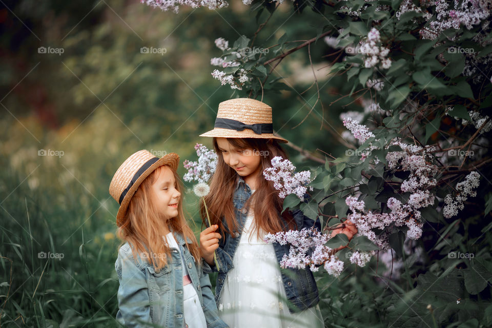 Little sisters in a hat near blossom lilac tree at sunset 