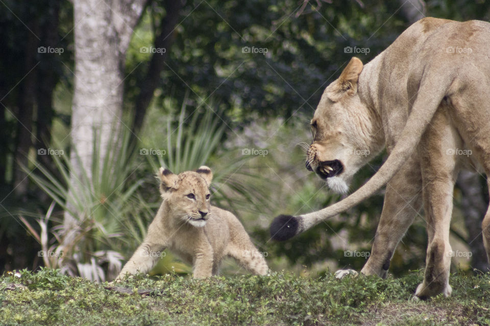 Lioness with lion cub