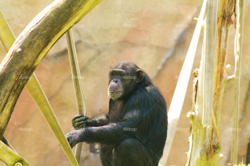 Chimpanzee. Chimpanzee striking a pose !