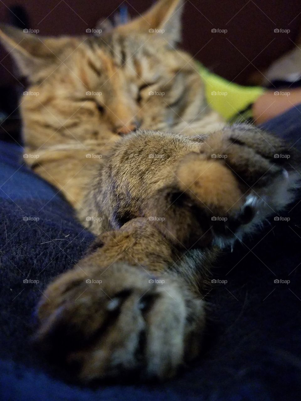 Kitty fell asleep on her favorite blanket.