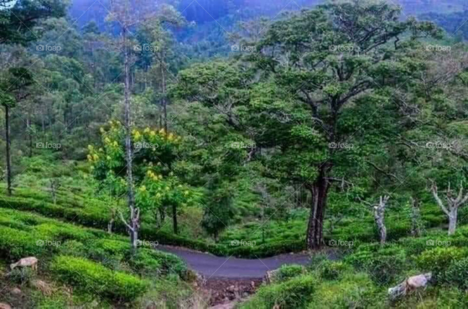 wonder of the environment