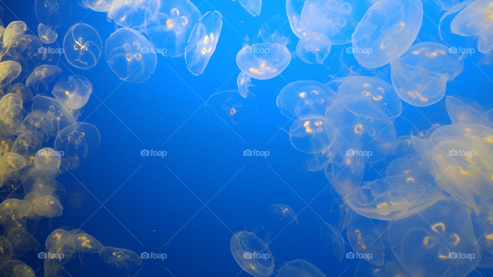 Jellyfish - Monterey Bay Aquarium, California
