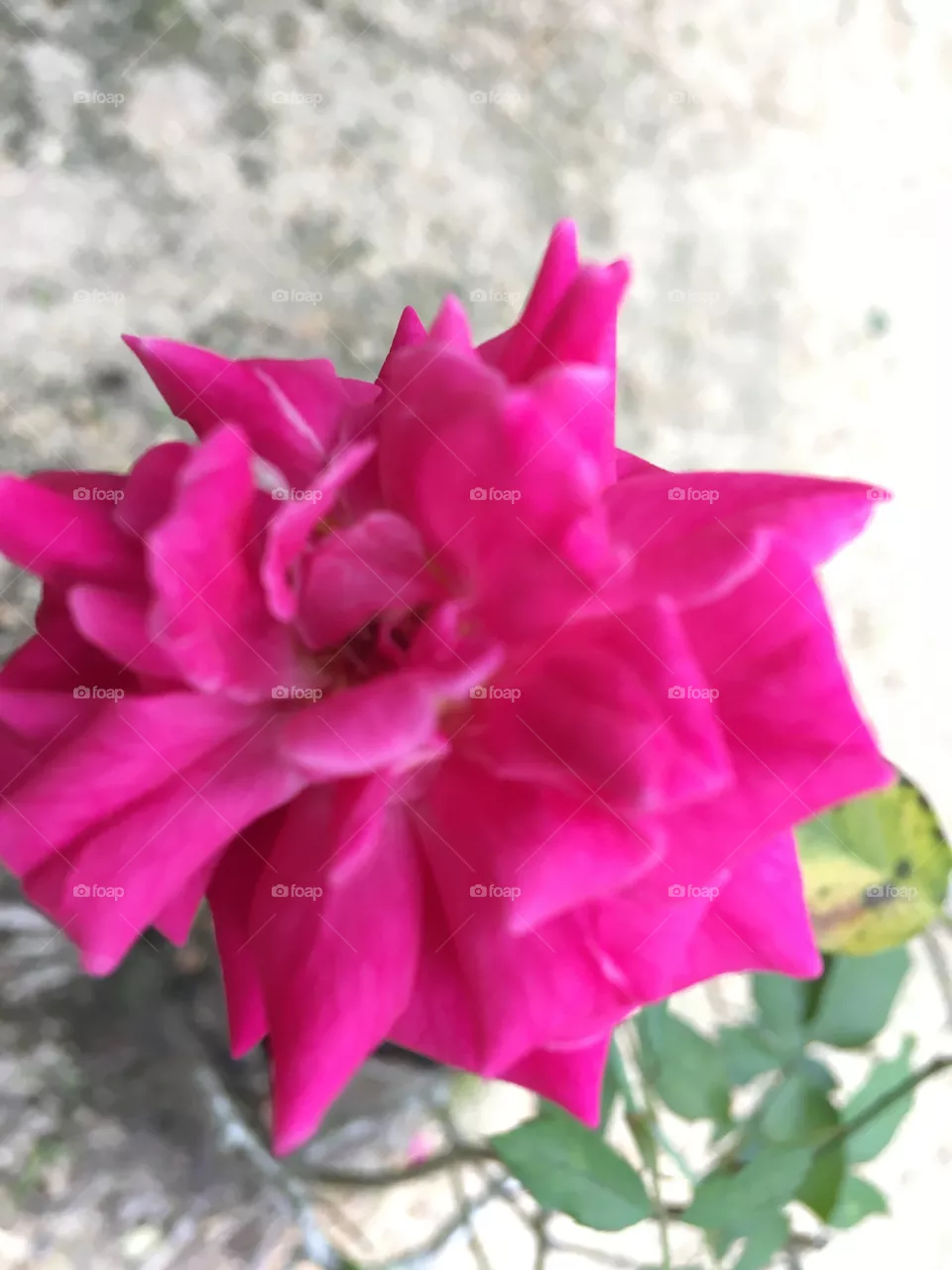 pink rose blossom