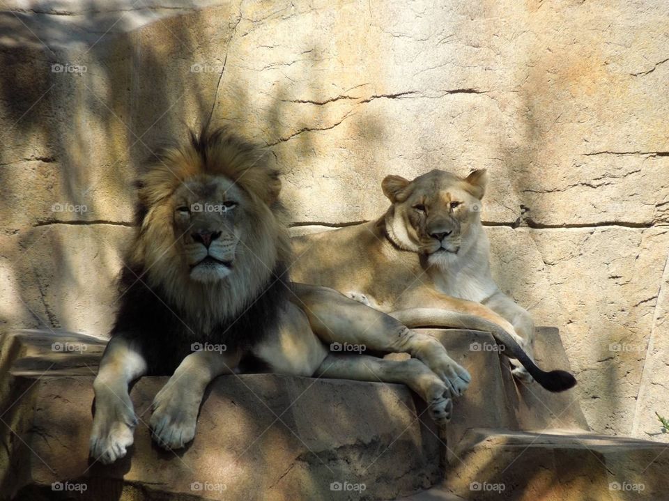 Lion and Lioness. A pair of lions relaxing at a local zoo