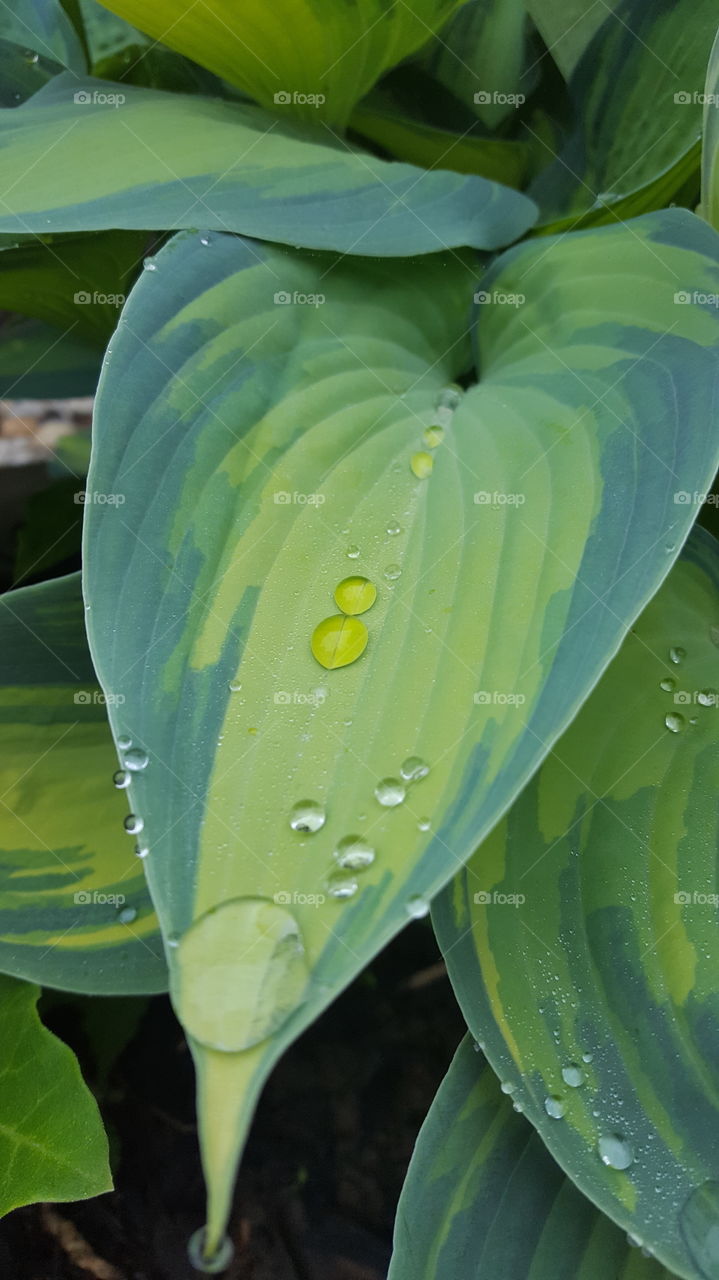 Green Drops