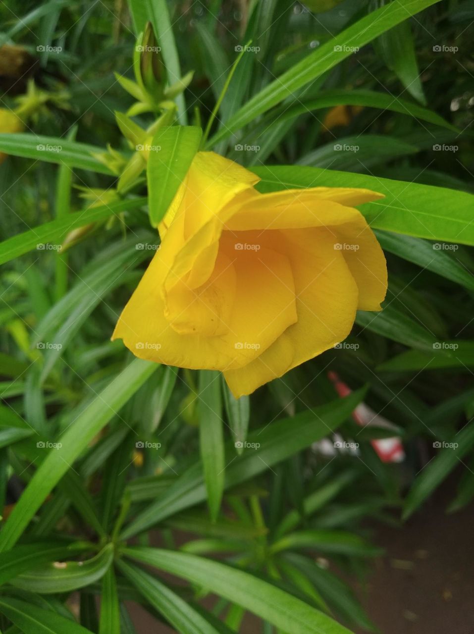 yellow flower seasonal fresh shurb small size looks very beautiful generally found everywhere