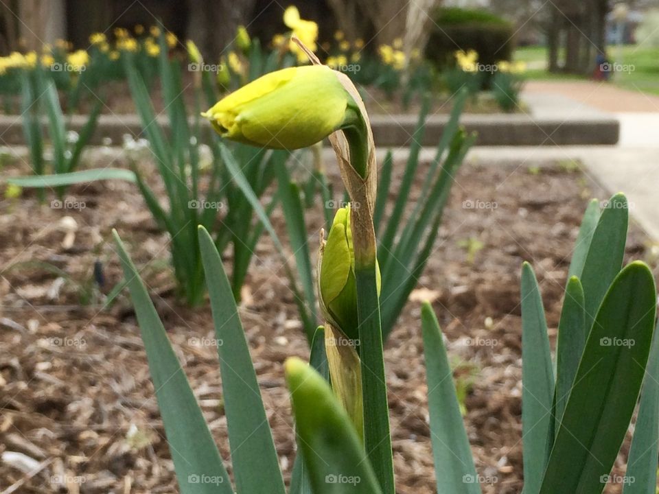 Daffodils budding at oak ridge public library. 