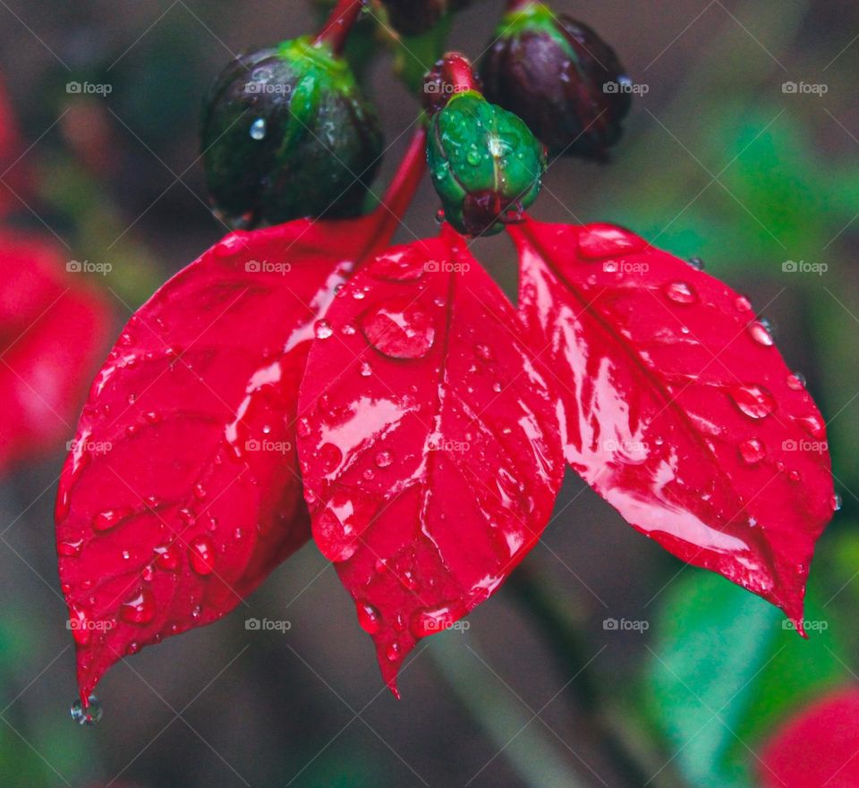 close-up of wet red leaves on plant