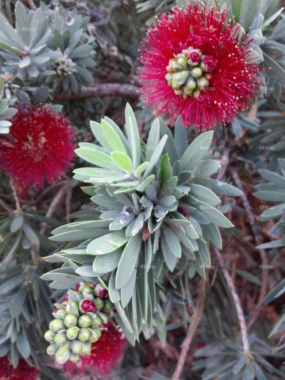 Bottle brush plant