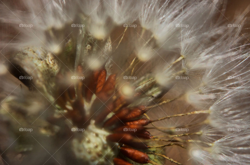 nature dandelion flower close up by resnikoffdavid