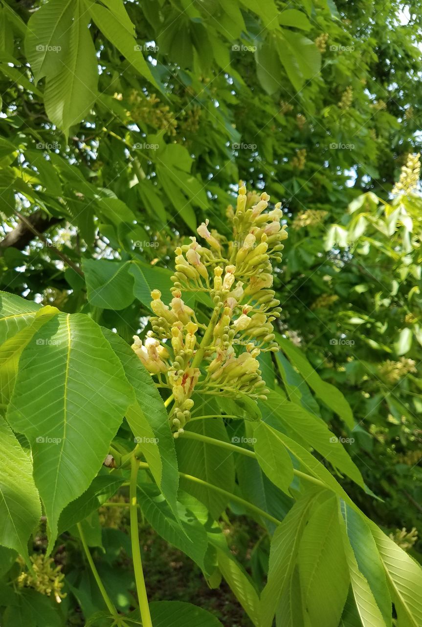 chestnut blossoms