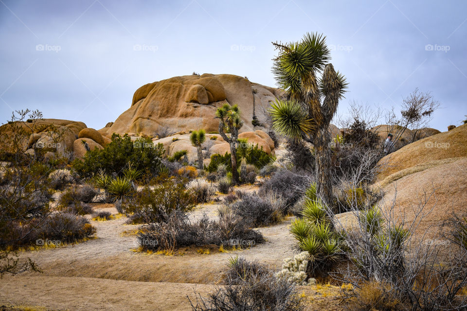 Joshua Tree