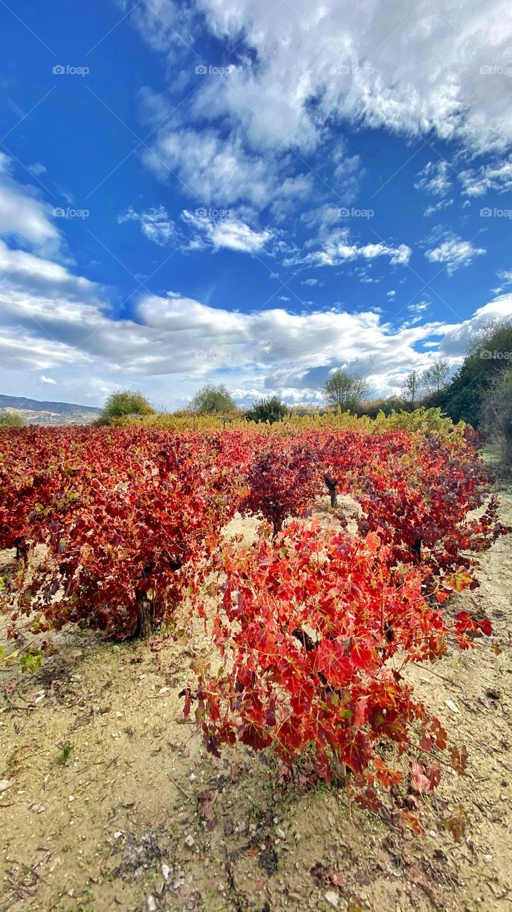 An amazing time in Cyprus , when vineyards become golden and red !! A beautiful sight! 