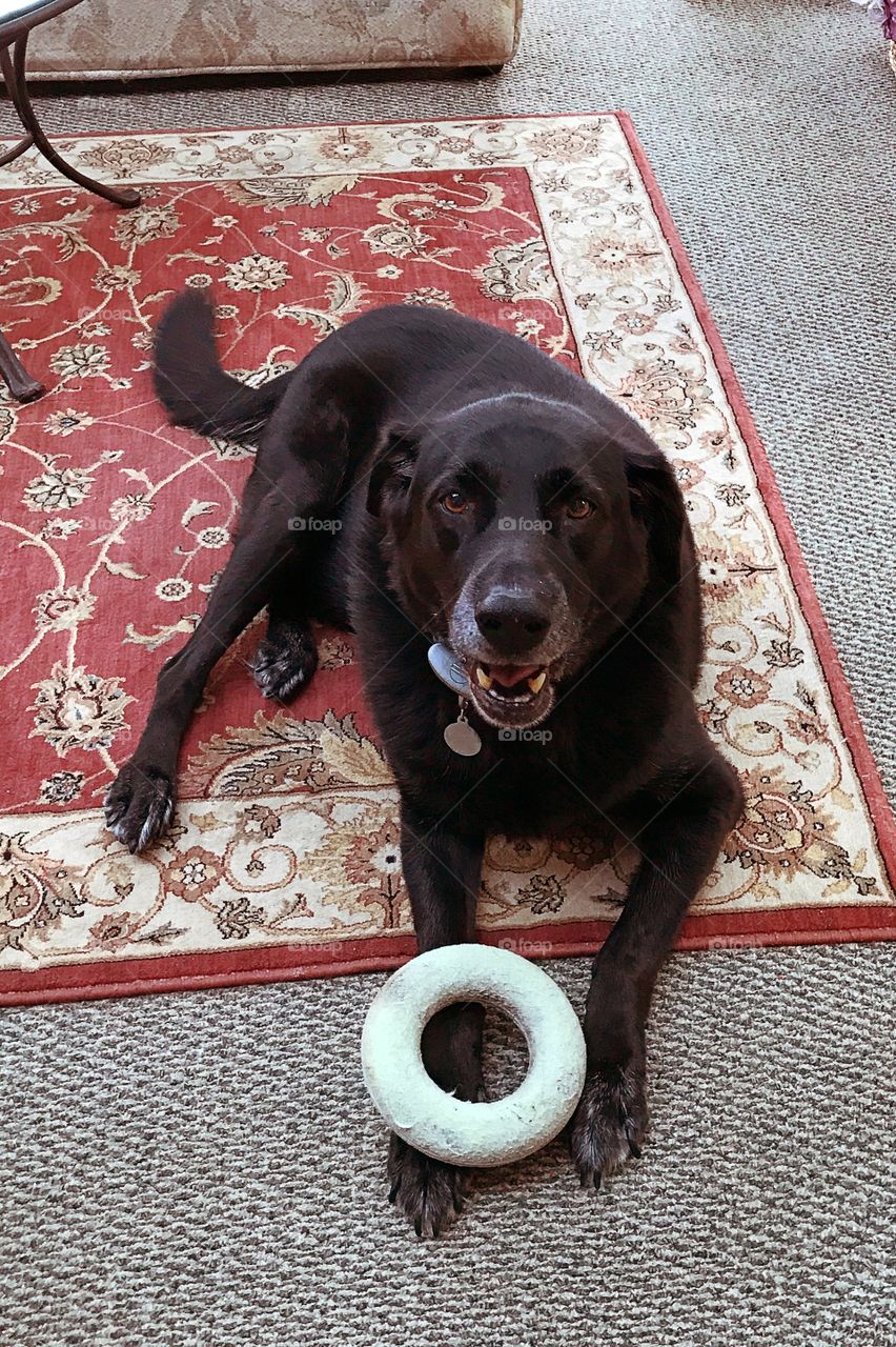 Black dog sitting on carpet