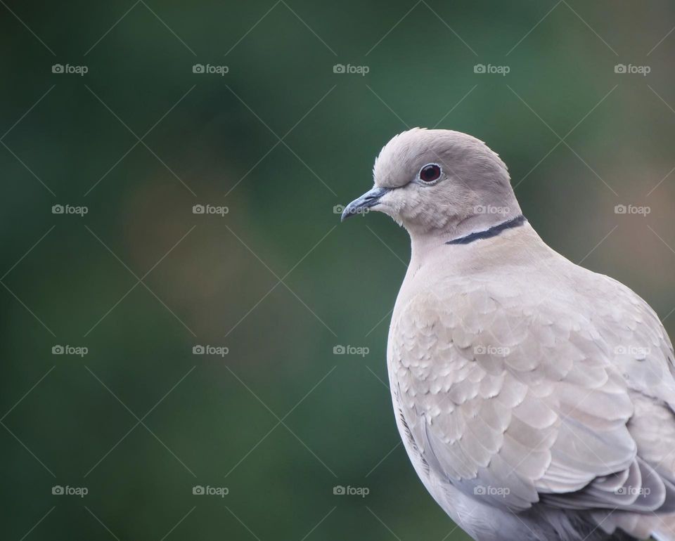 Eurasian collared dove