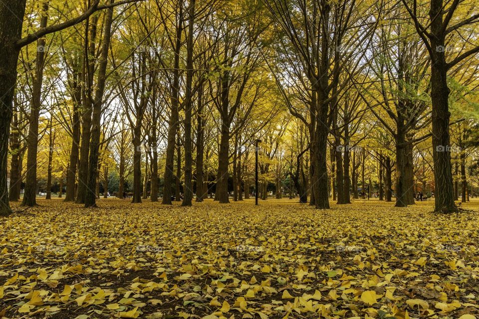 Beautiful maple forest scenery