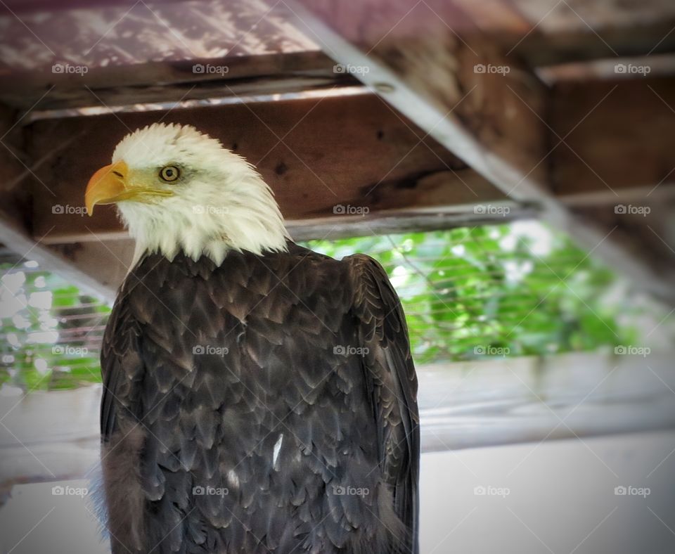 Chouette à voir Eagle