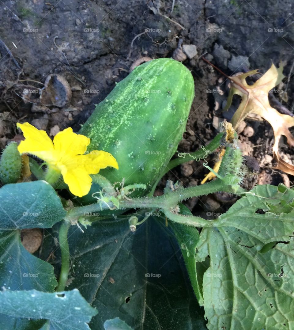 Baby cucumber 