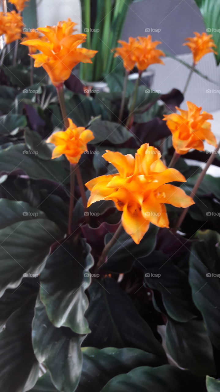 flor  naranja