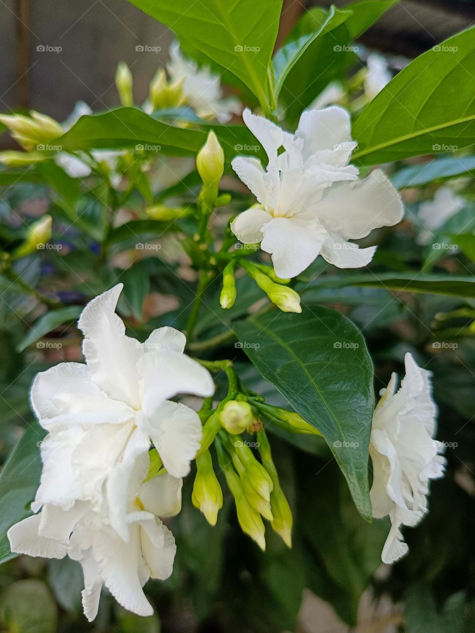 "Pure as moonlight, these blossoms grace the green with their gentle elegance."