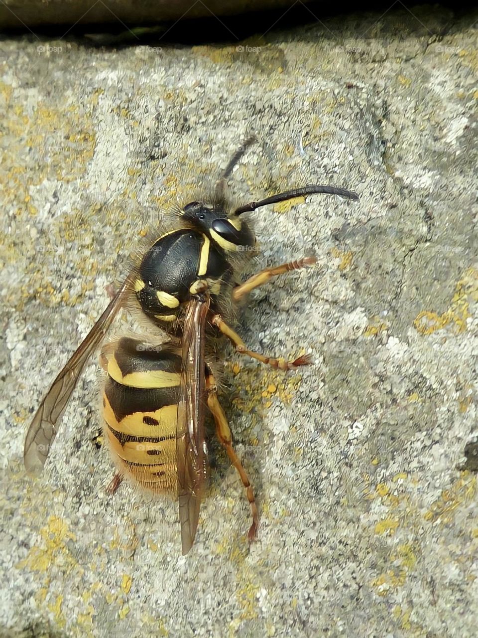 Wasp