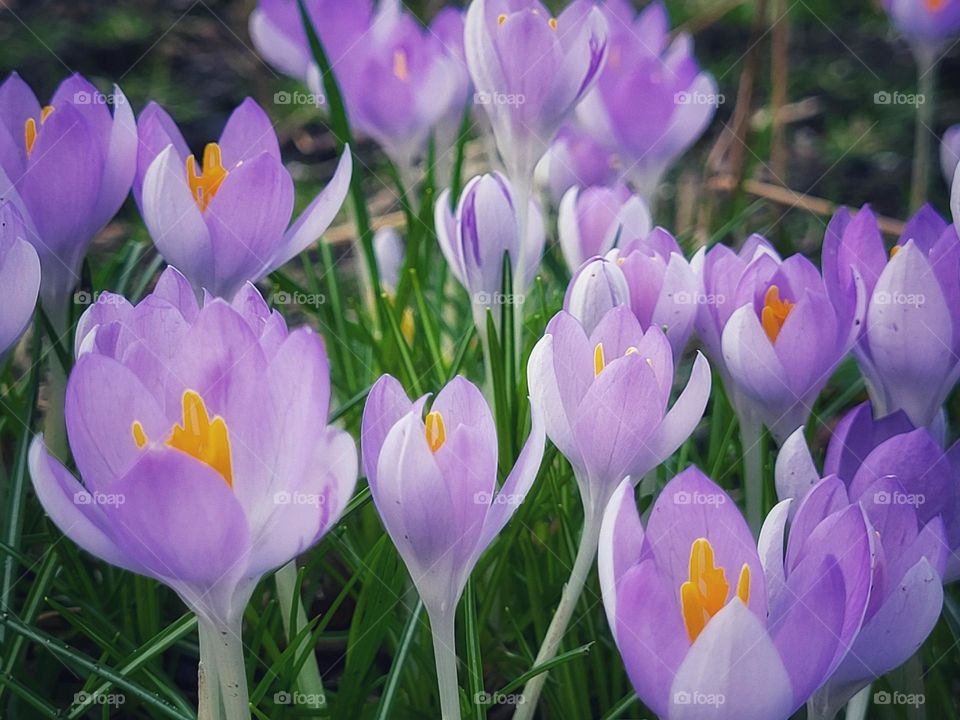 Crocussenin bloom in the Netherlands