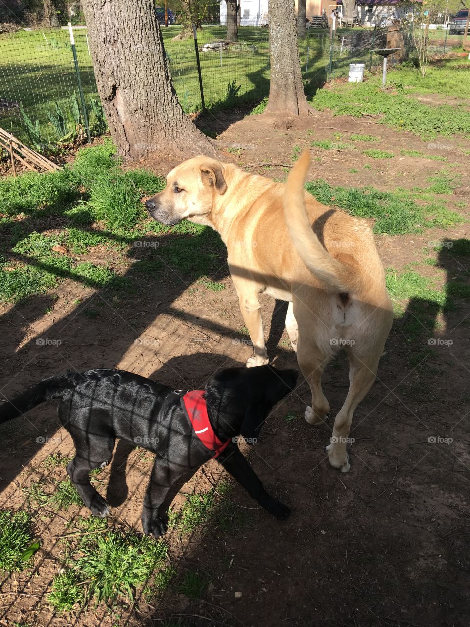 Bear meeting a new friend who’s visiting in the back yard. They’re saying hi to one another.