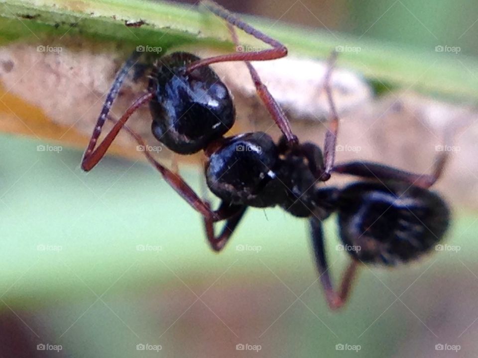 Ant