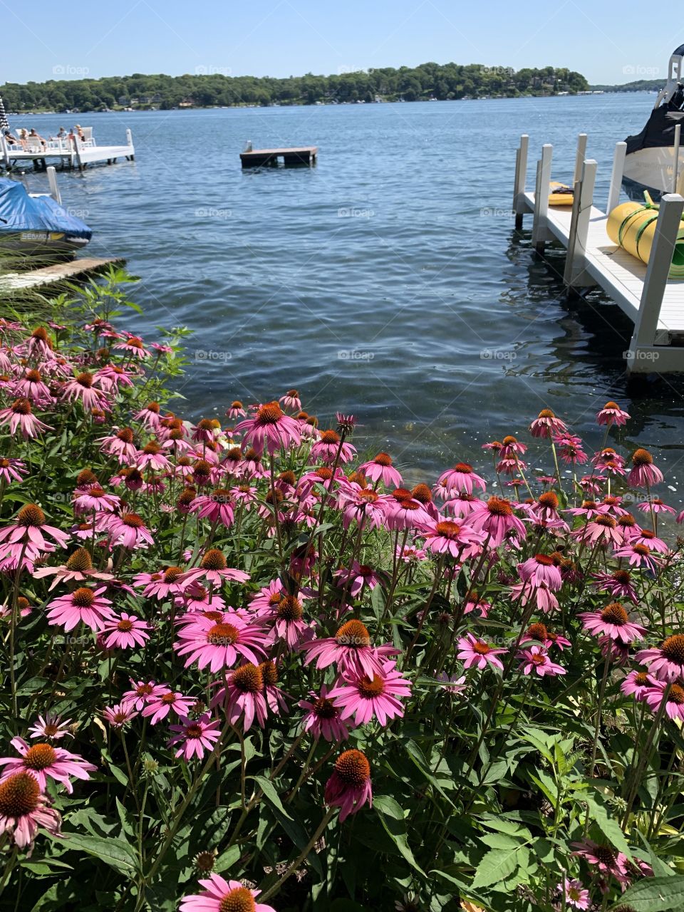 Lake blooms