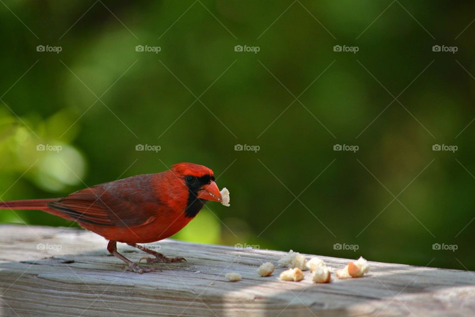 Birds & Bees - Nature in Motion - Birds in action - Cardinal feeding - Birds steer mainly with their tails, and some use their wings for precise maneuvers