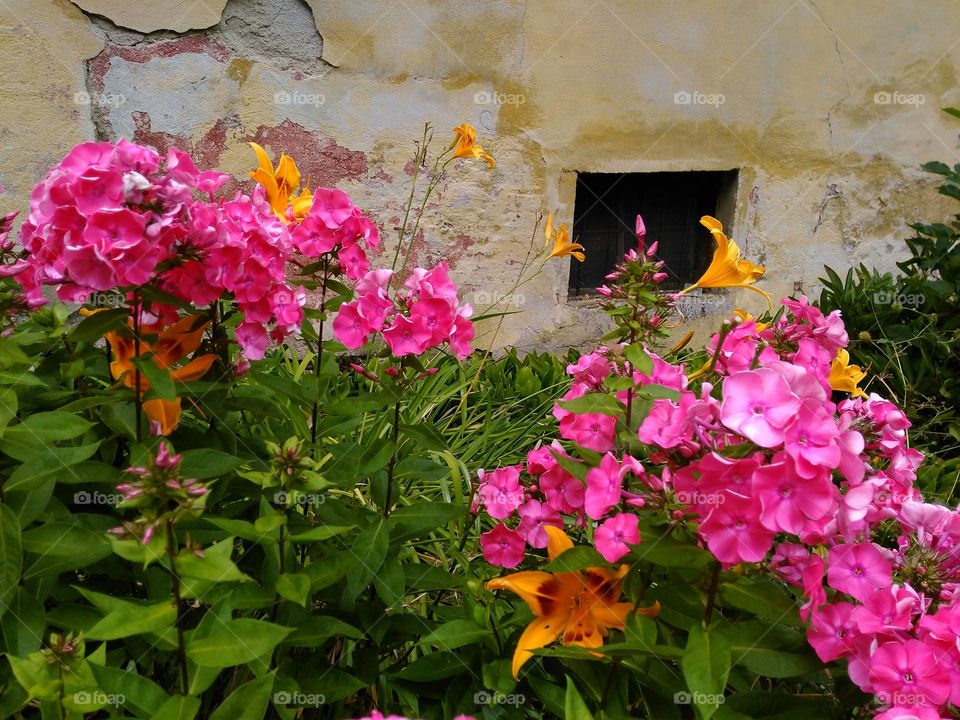 Colorful pink and orange flowers blooming near an old wall