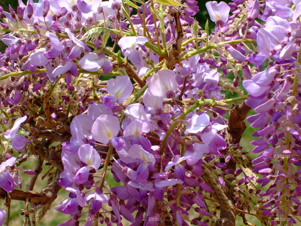 wisteria