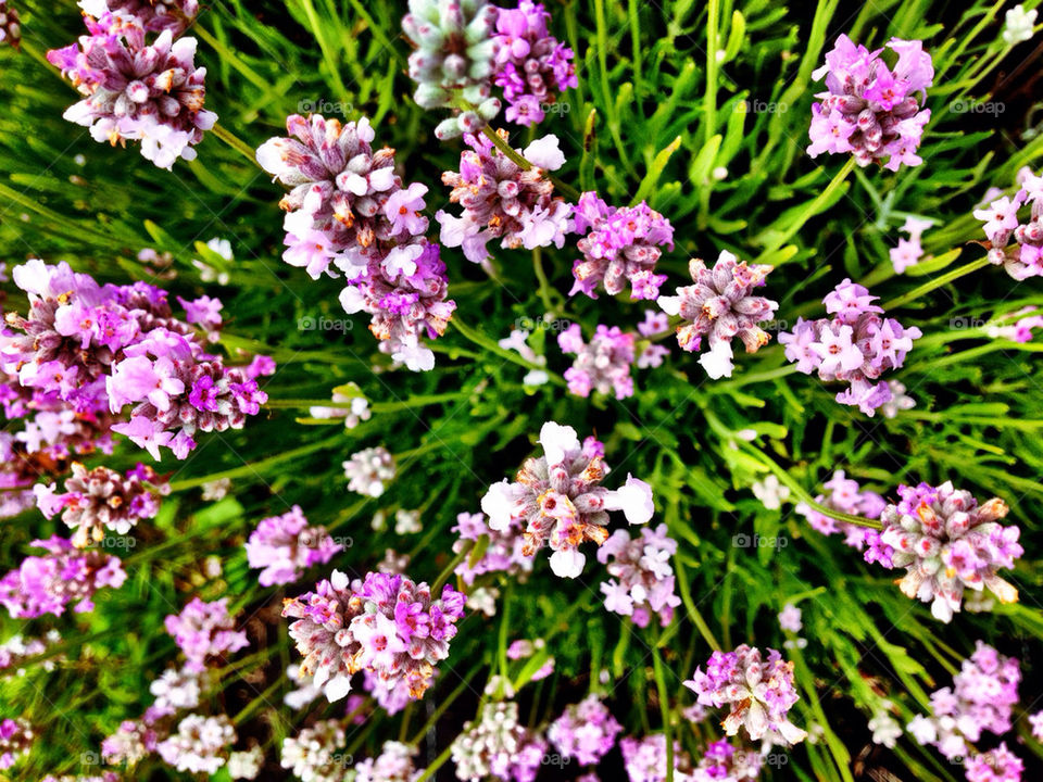 nature flower lavender violet by ptheerak