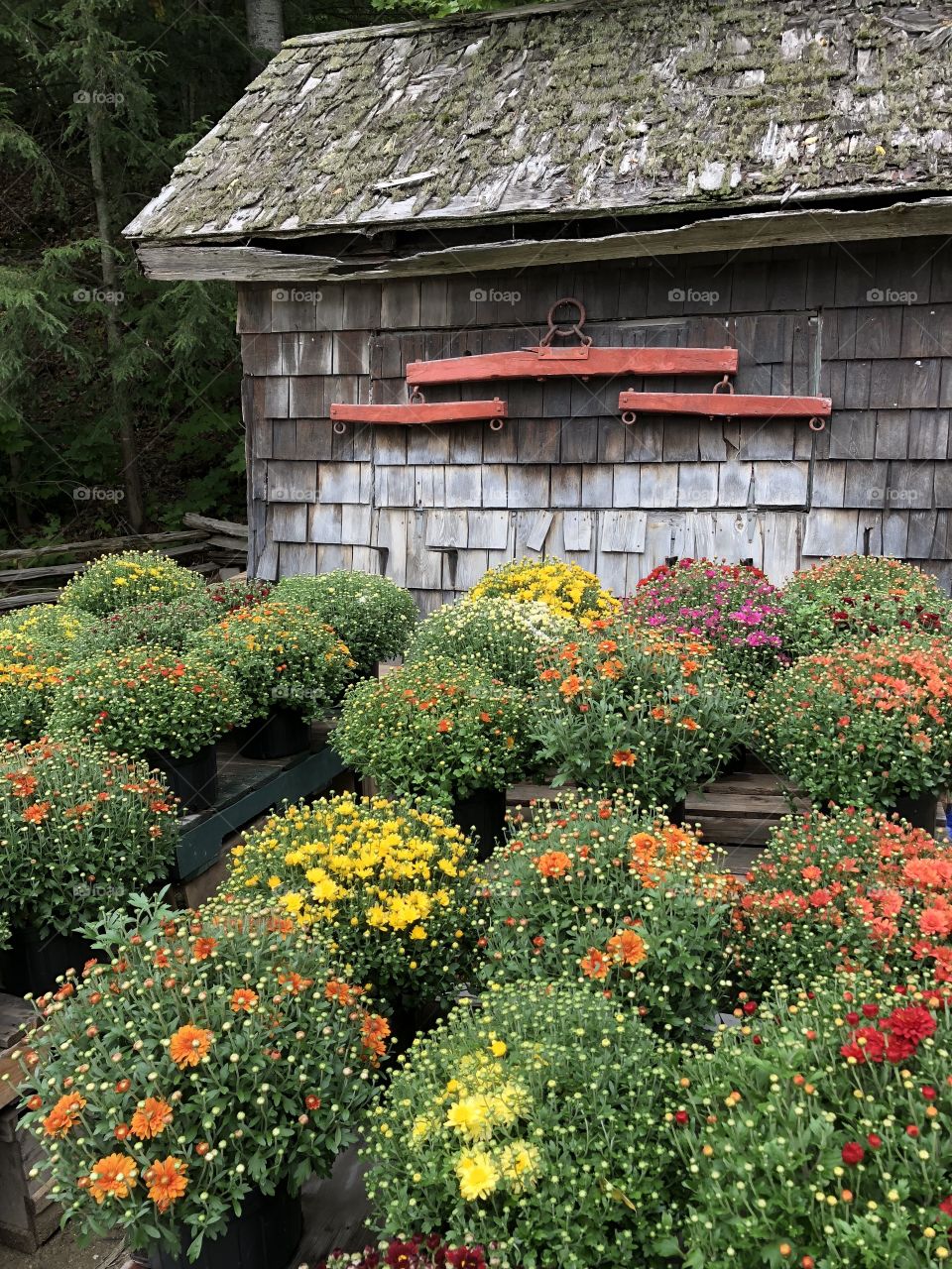 Fall flowers & old building