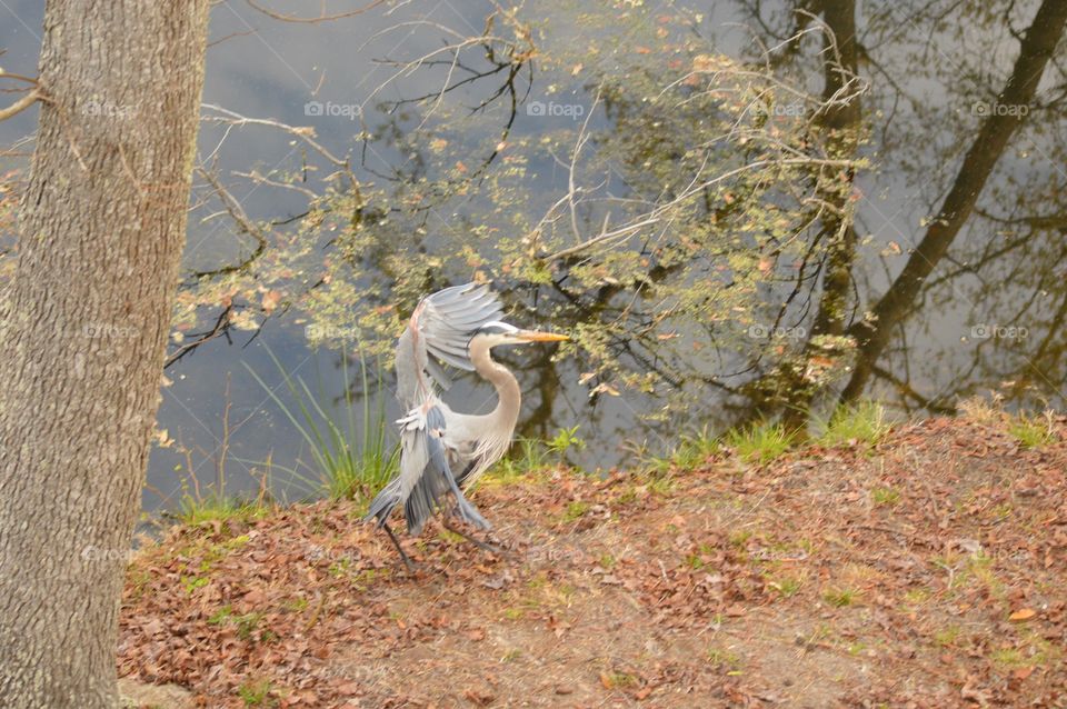 A colorful Great Blue Heron landing