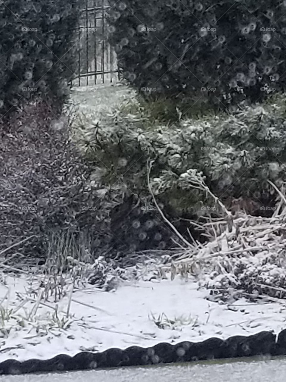 bunny hiding under Bush on snowy day