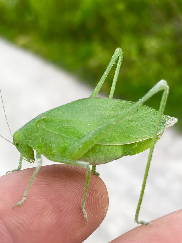 Insects 
