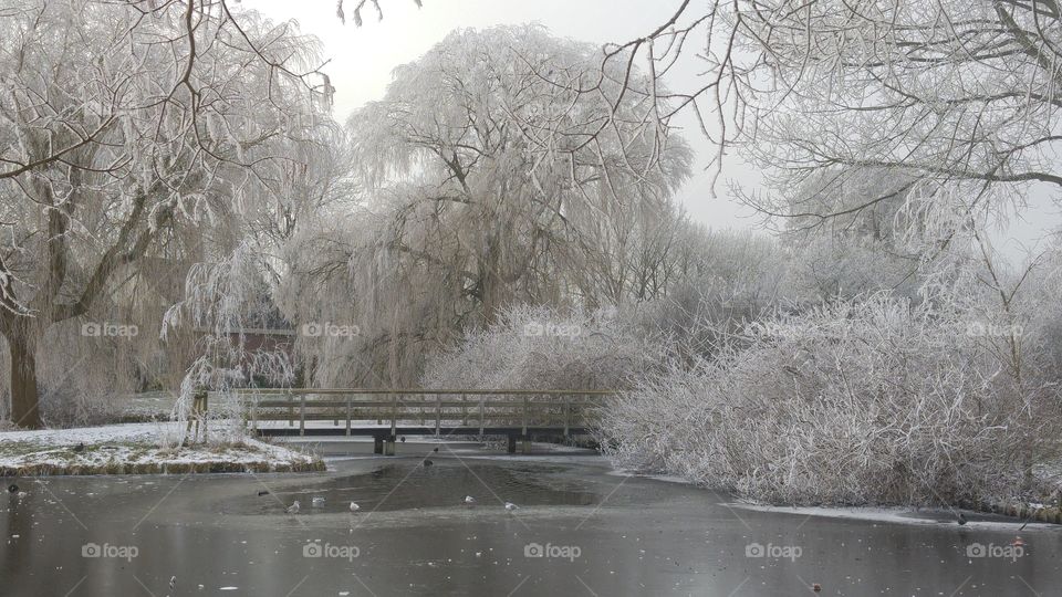 winter landscape in the park