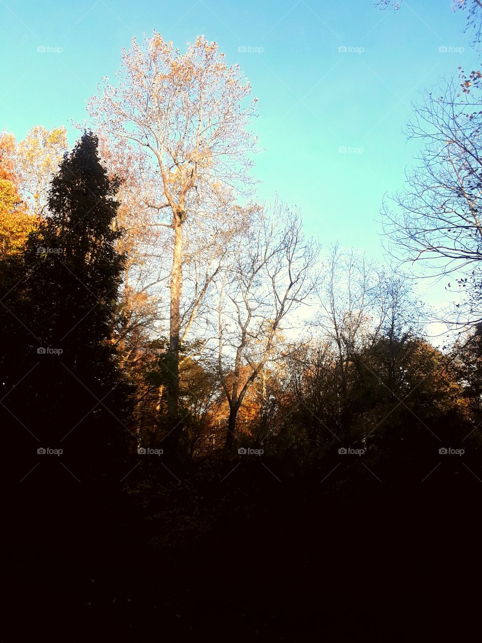 Delicious Autumn In Shadows